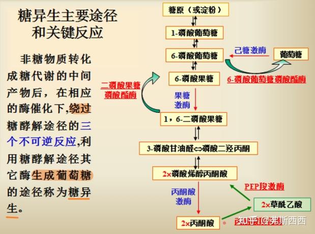 糖异生途径思维导图图片