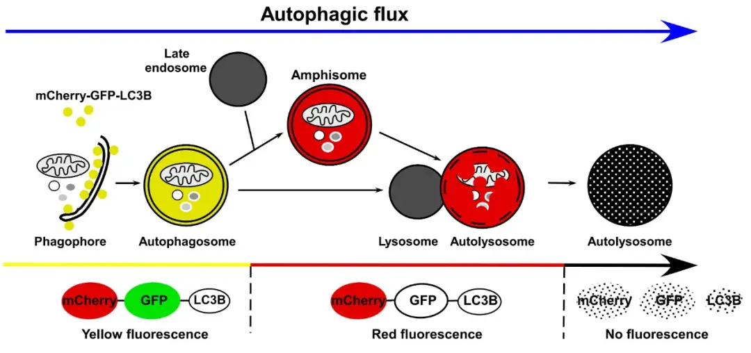 关于『细胞自噬』,看这一篇就够了!