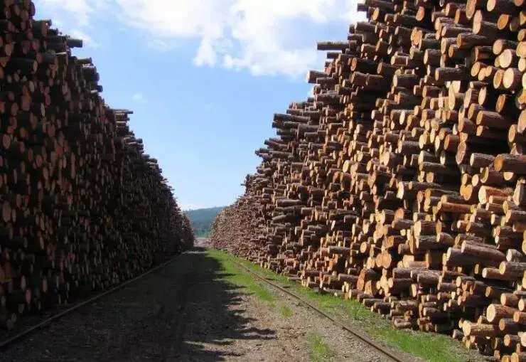 环保督查严格越南木材上涨高达1025