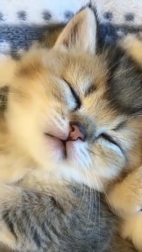 夏温吃玉米的经典表情