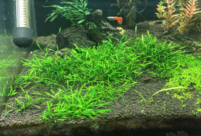 有的水草养着养着就没了 其实观赏鱼会吃水草的 尤其是这2种鱼 知乎