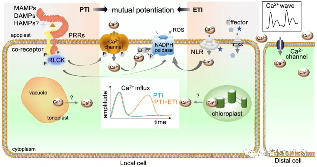 plantcell单立波团队综述植物免疫中的钙离子通道
