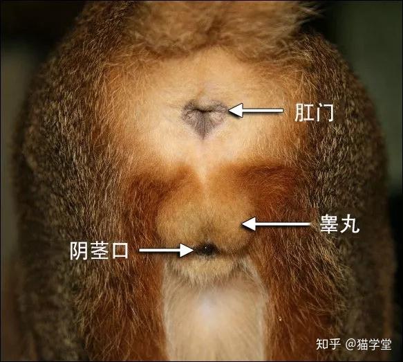 貓相比於其他馴養的動物,生殖結構比較特殊.