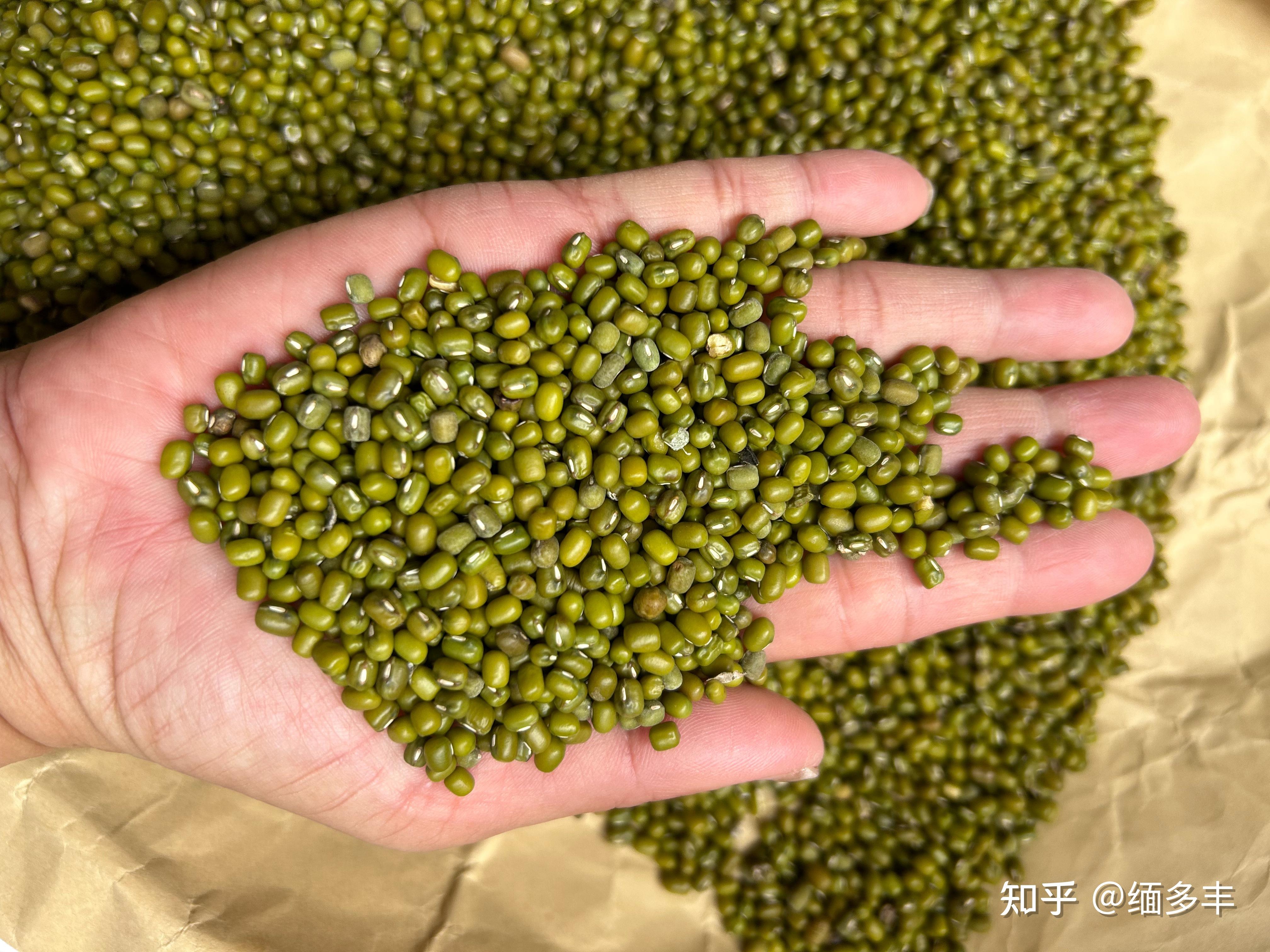 缅甸绿豆大减产,价格还低!绿豆市场行情多利好,观望后续需求! - 知乎