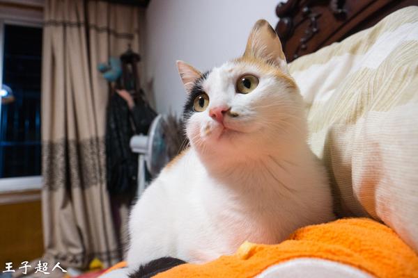我养了一只猫 父亲每次来都说要把她丢掉 知乎