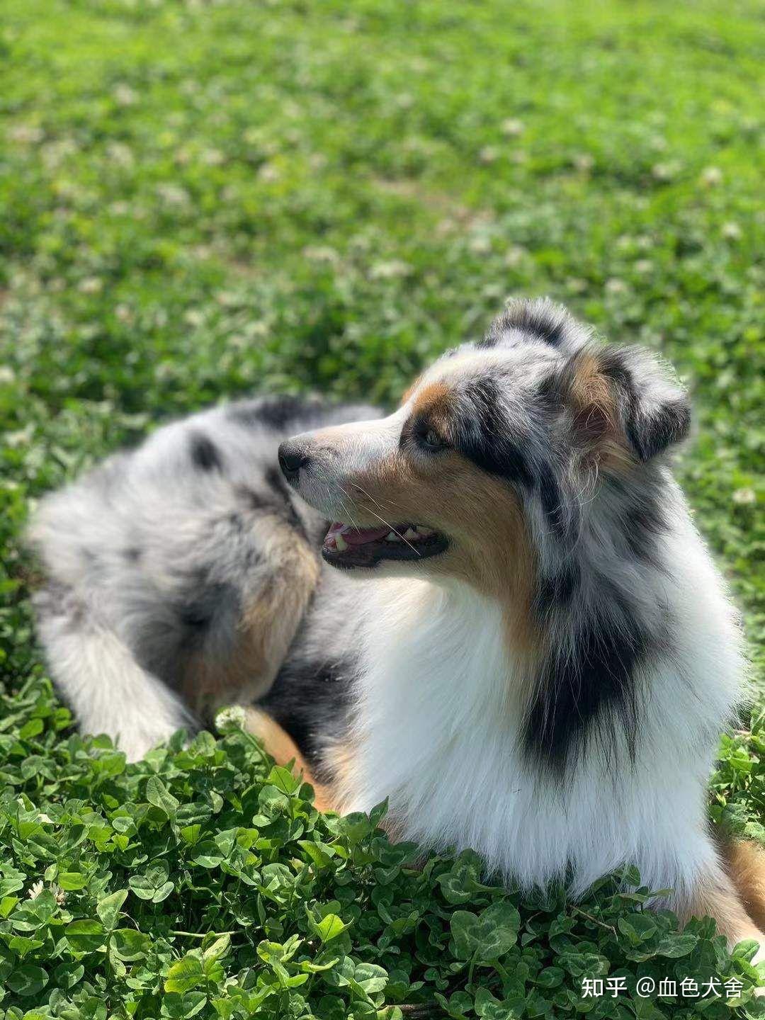 三色蓝陨石蛋壳