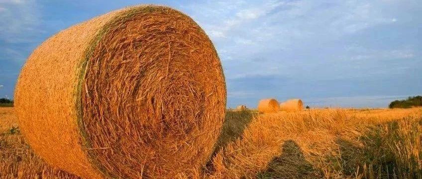 秸秆禁烧是什么时候实行的 v2-31694ef7b79ca018f276aee73d1794ce_1200x500.jpg