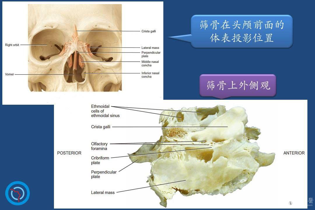 鼻子人人都有，但鼻腔结构异常与鼻腔疾病你知道多少呢？ - 知乎