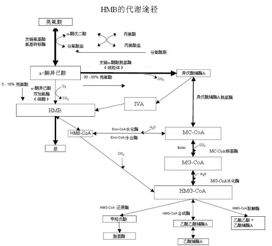 hmb的来源及代谢