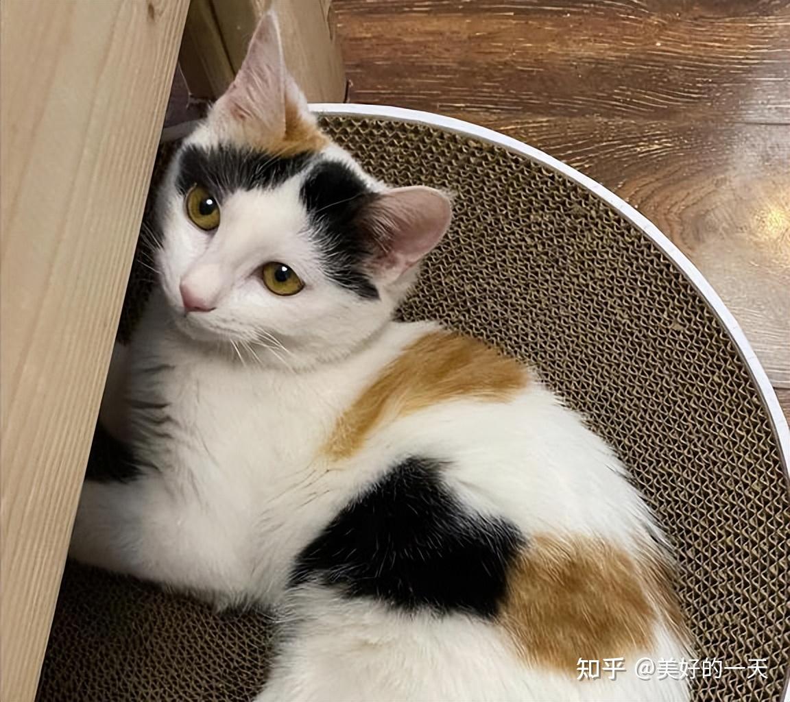 原来猫界的审美标准,“三花猫”才是第一大美女! - 知乎