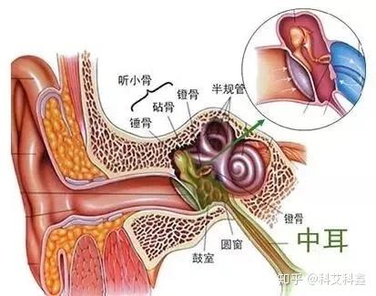 突然耳朵疼是什么原因呢 知乎