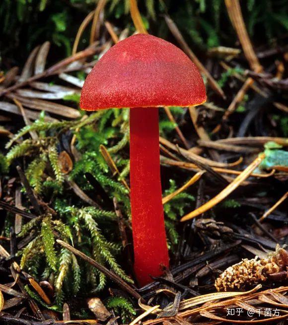 益脾补中,解热结的红色蘑菇——绯红蜡伞