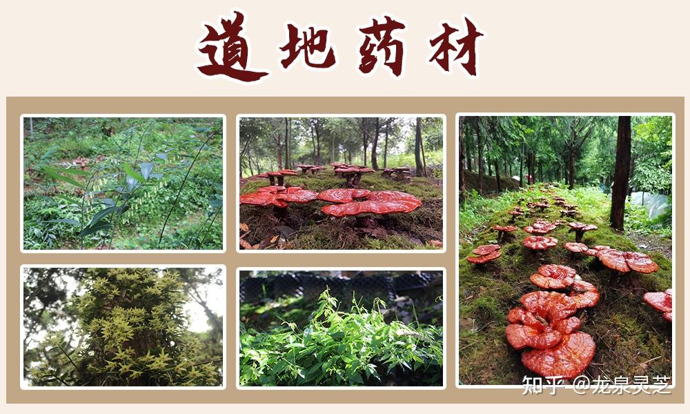 什么是道地药材？道地药材和非道地药材有什么区别？ - 知乎