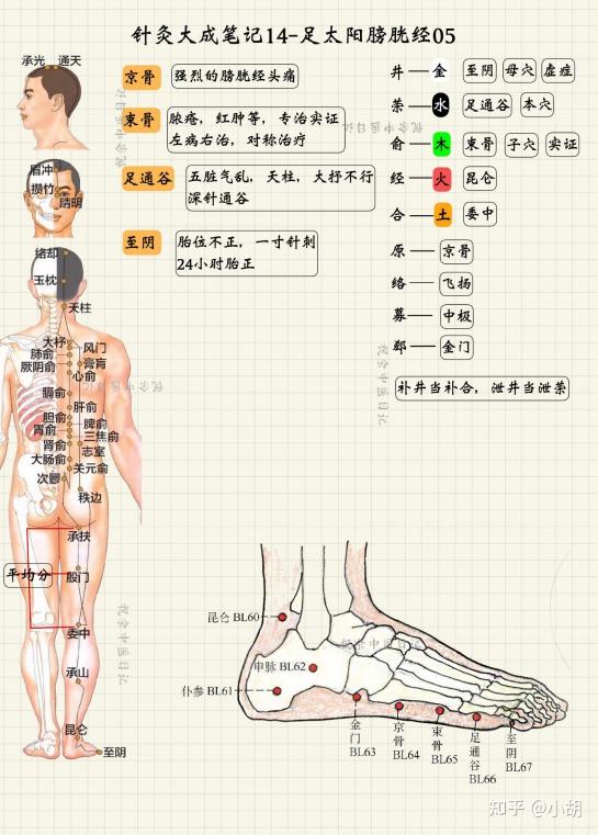 倪海厦针灸课笔记(14)足太阳膀胱经03 - 知乎