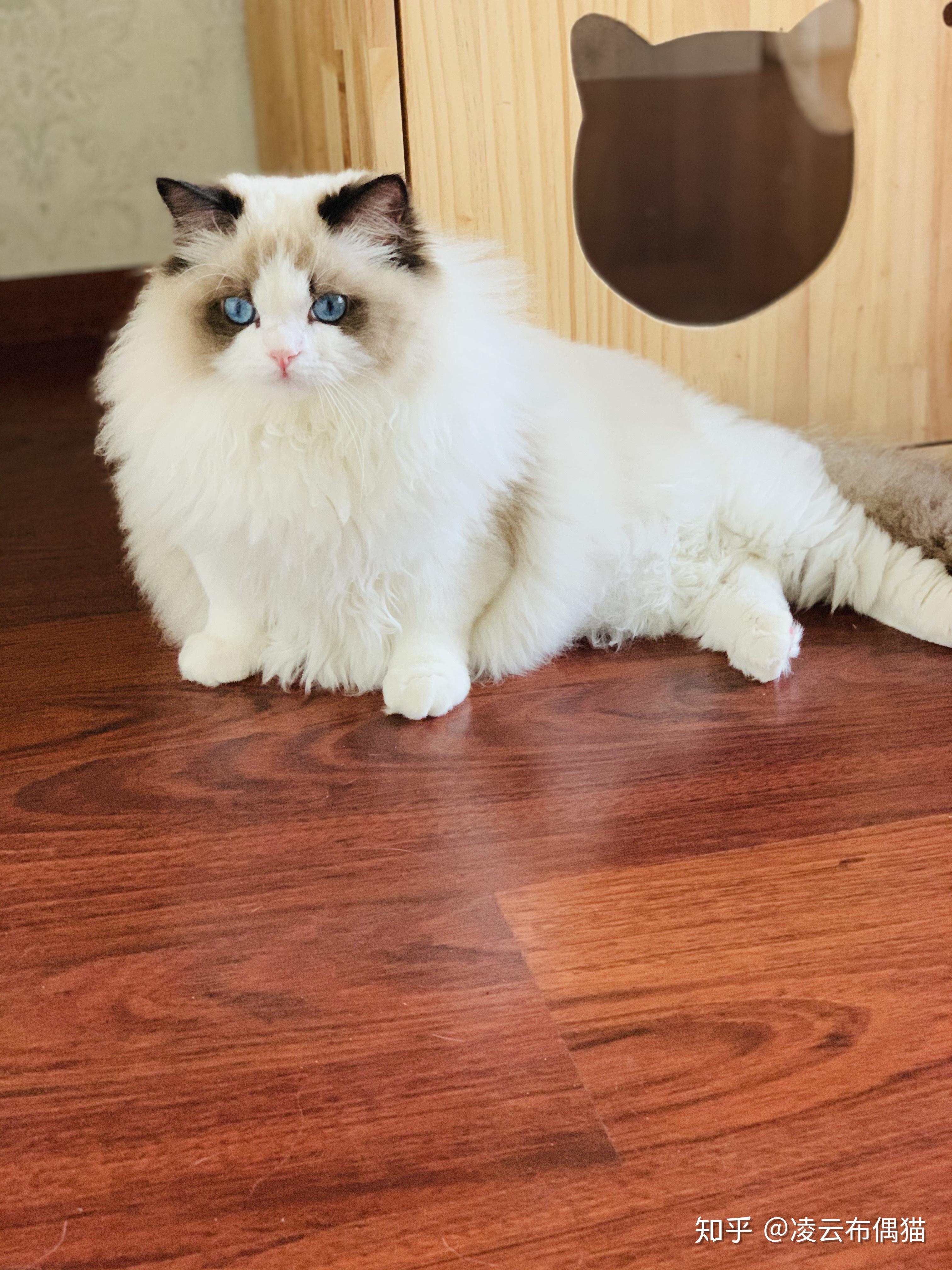 波斯系布偶猫的成长