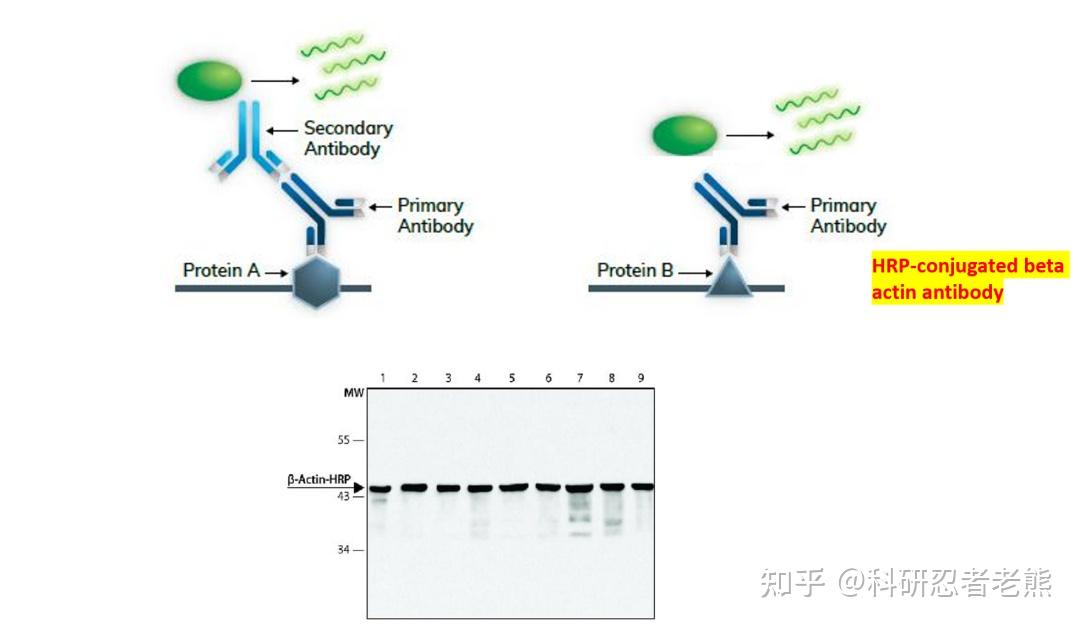 Western blot 实验大忌——稀里糊涂跑内参蛋白 - 知乎