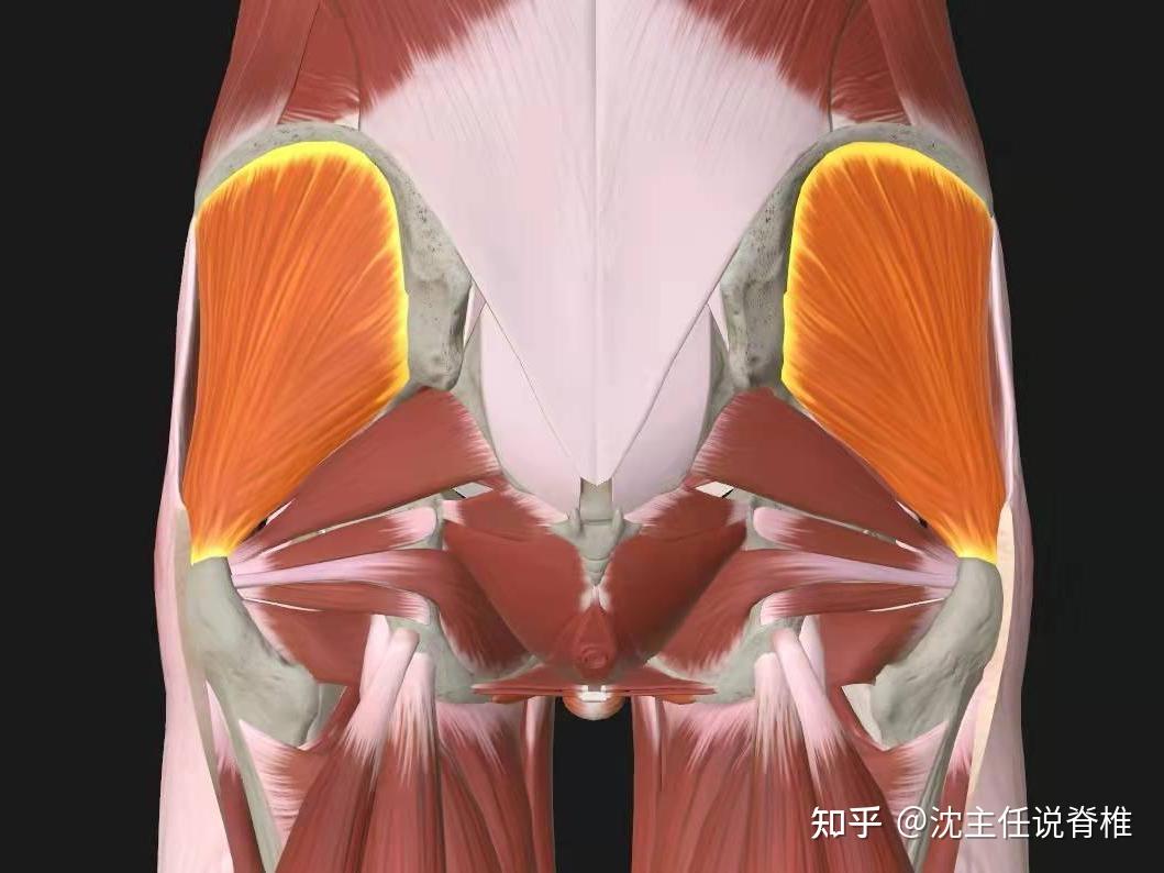 相信大部分人都知道臀中肌和臀大肌