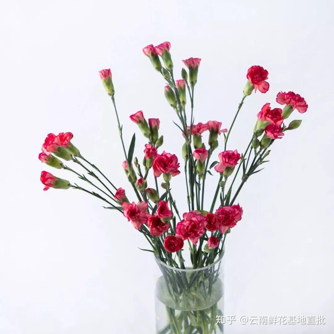康乃馨花瓣漂亮, 唯美, 紅色, 植物PNG去背圖片素材免費下載，免摳圖設計圖案下載 - Pngtree
