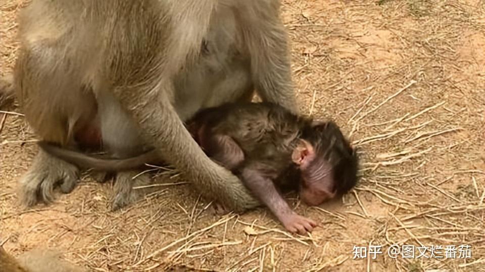 动物怀孕分娩图片