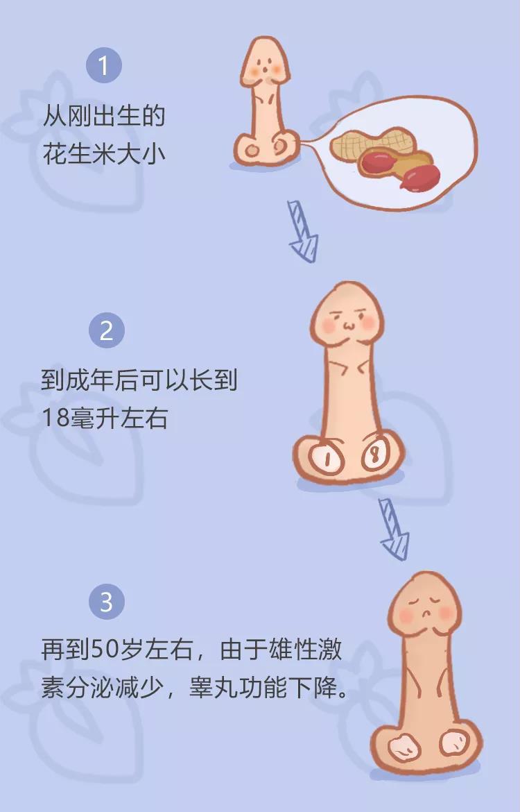 睾丸只有鹌鹑蛋大小图片