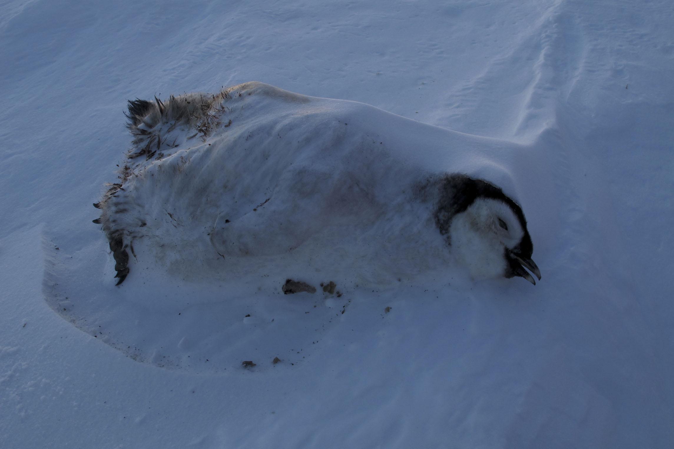 抱团取暖的企鹅最外层会被冻死吗?
