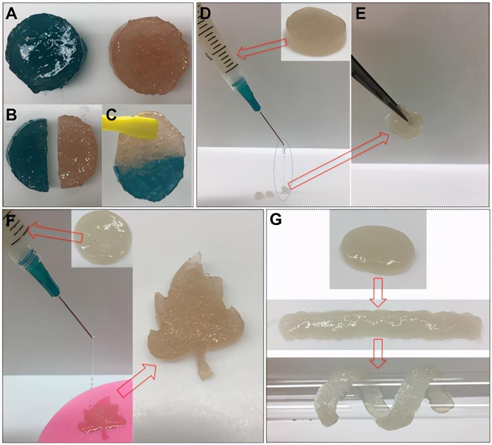 快讯阿尔伯塔大学陈凌云afm可吸收的生物粘附性自愈水凝胶引起的不可