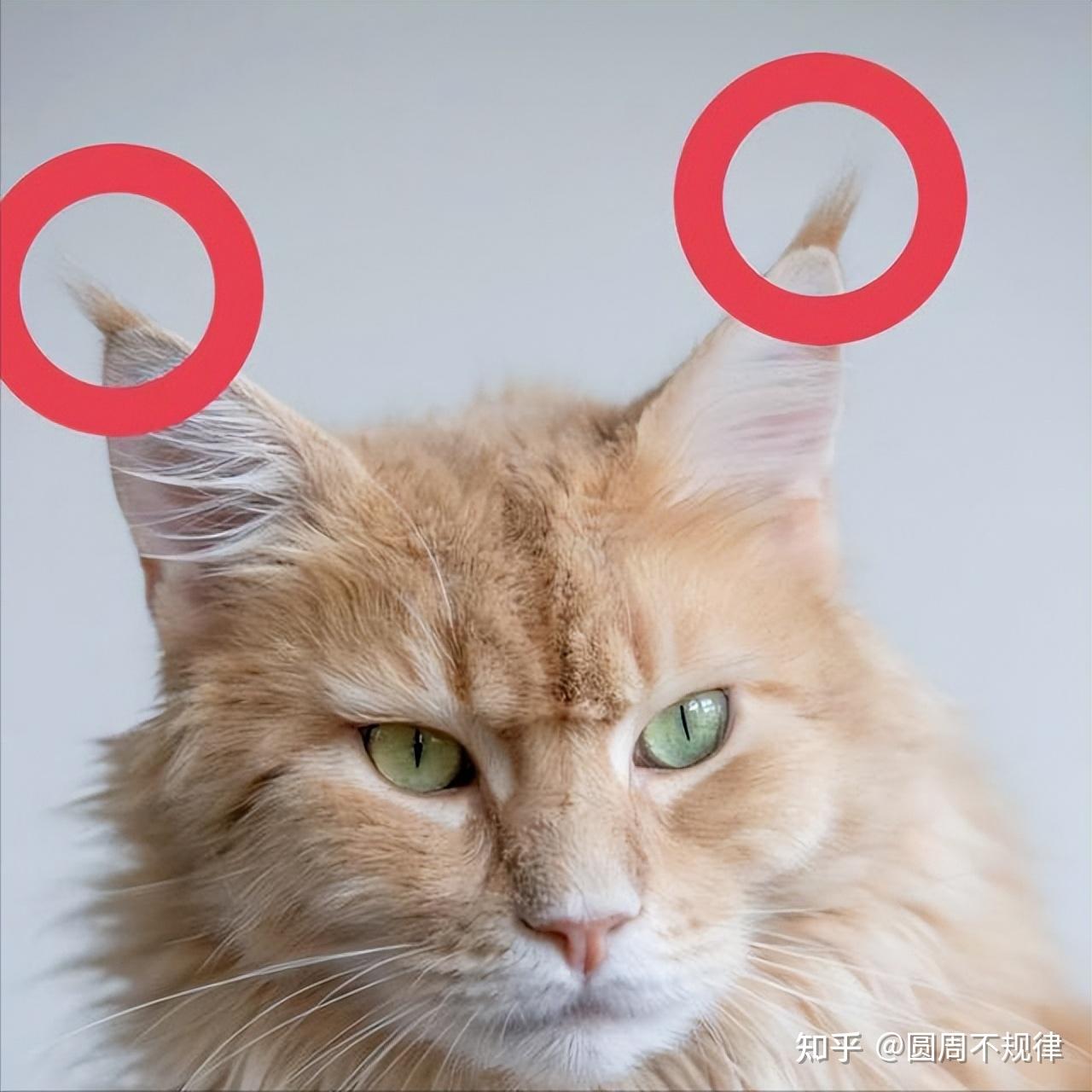 “聪明猫”才会有“聪明毛”？网友：我的猫是傻猫！