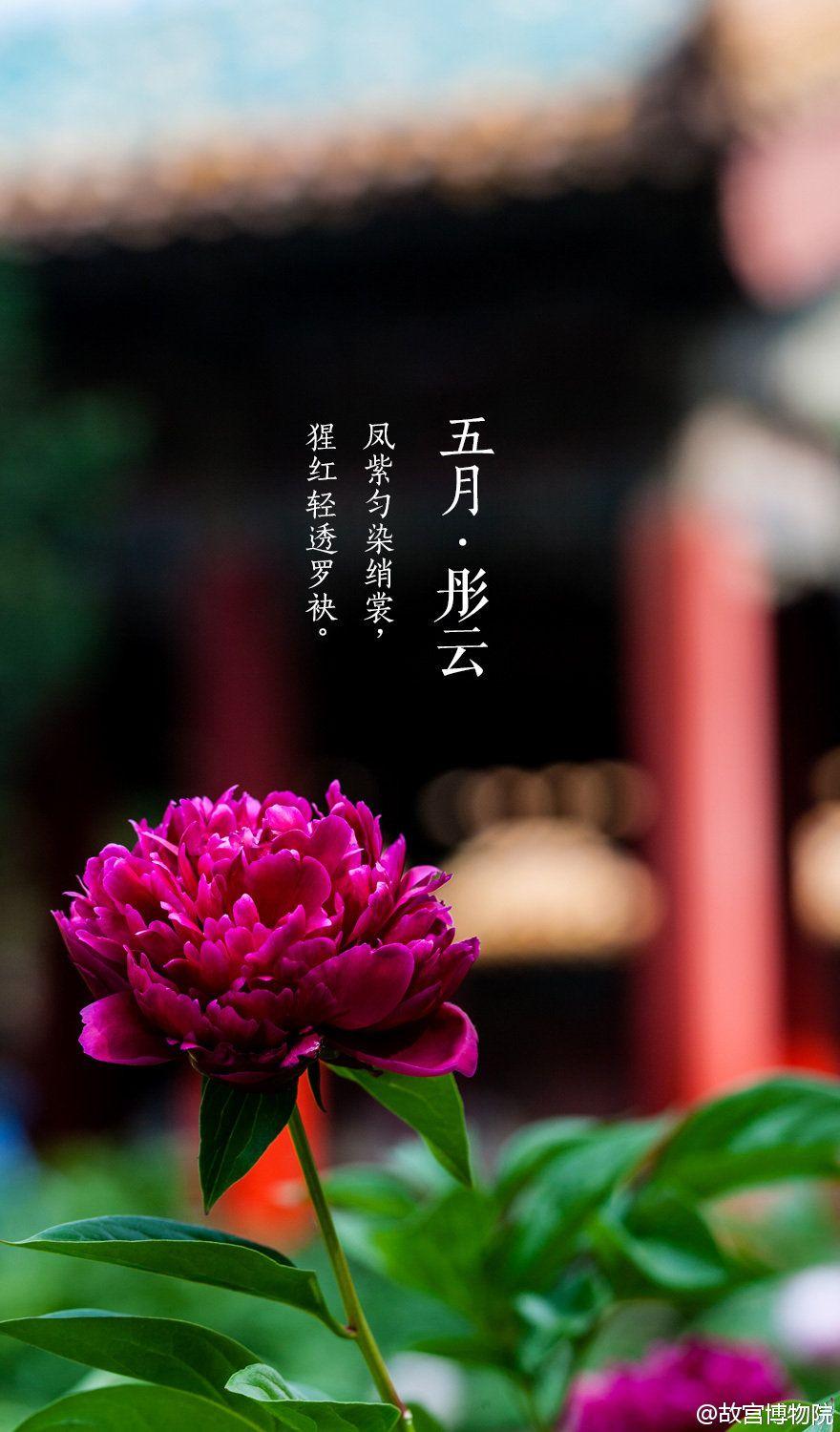 我愿意做紫禁城里的一只猫故宫系列壁纸