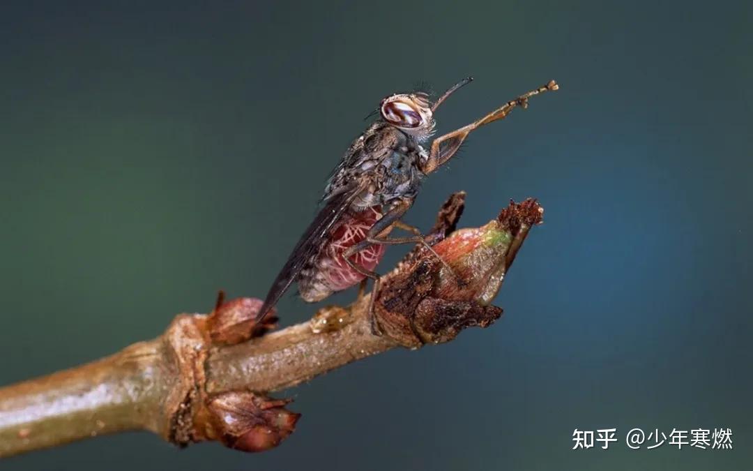 寒燃科普丨蛇年说蛇虫——这8类动物像蛇不是蛇！ - 知乎