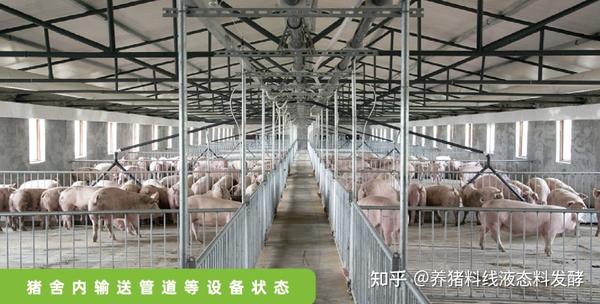 【猪场设备】带你看懂养猪“黑科技”液态料智能饲喂系统----助力猪场盈利高产 - 知乎