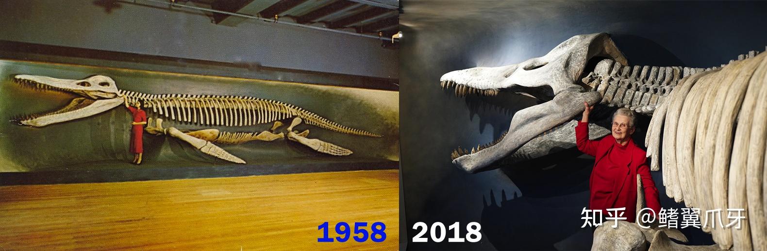 【鳍翼拾遗】你得带个头!| 简析克柔龙头骨重建