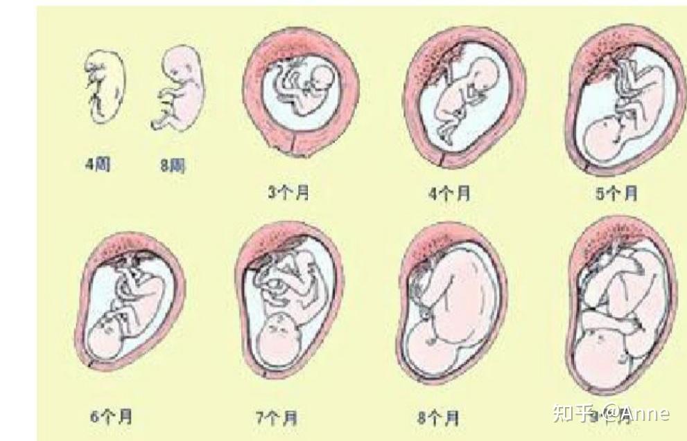 你知道宝宝在妈妈肚子里是怎么发育的呢?我们一起来见证这个奇妙的过程 - 知乎