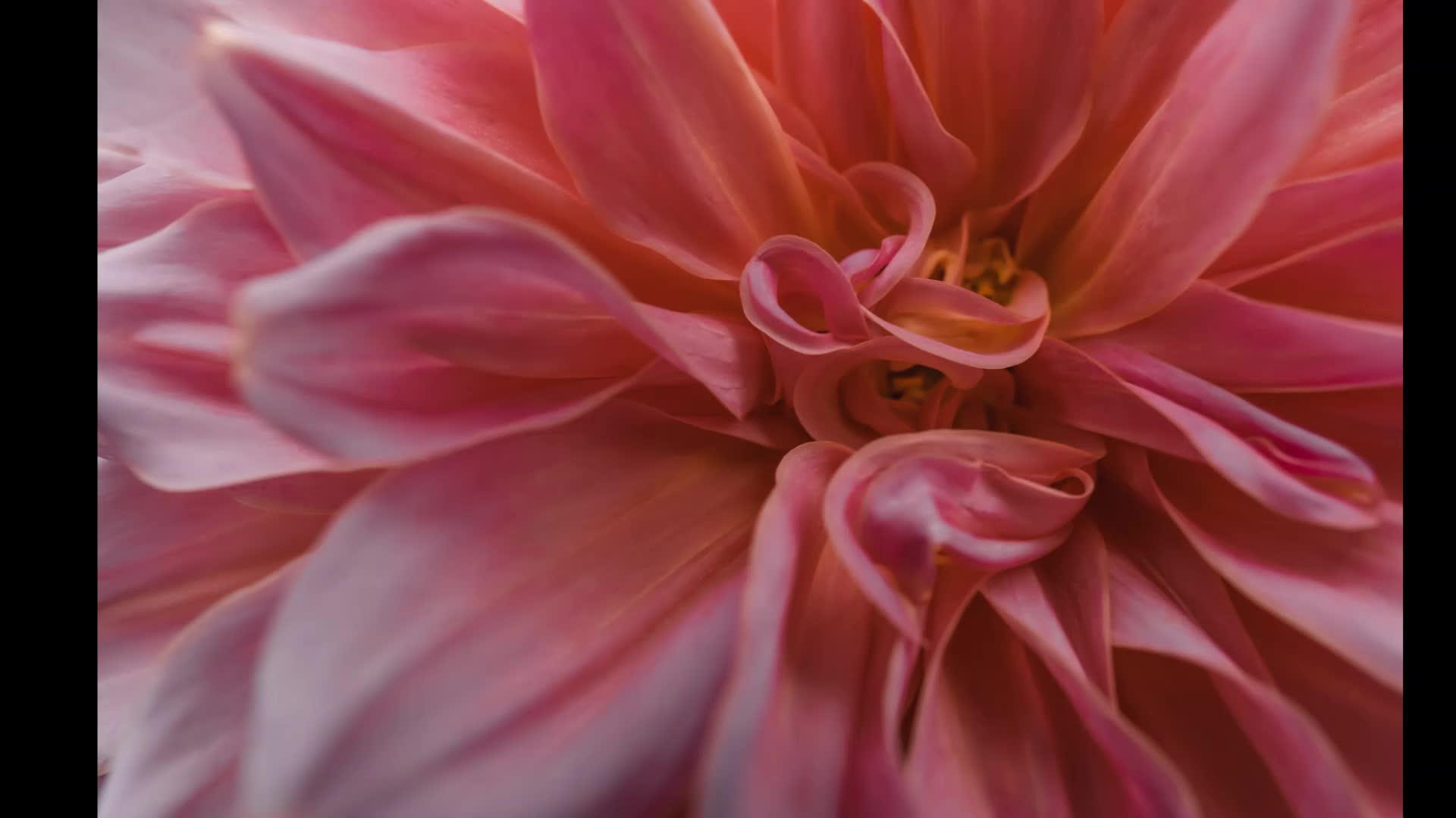 鲜艳的花朵