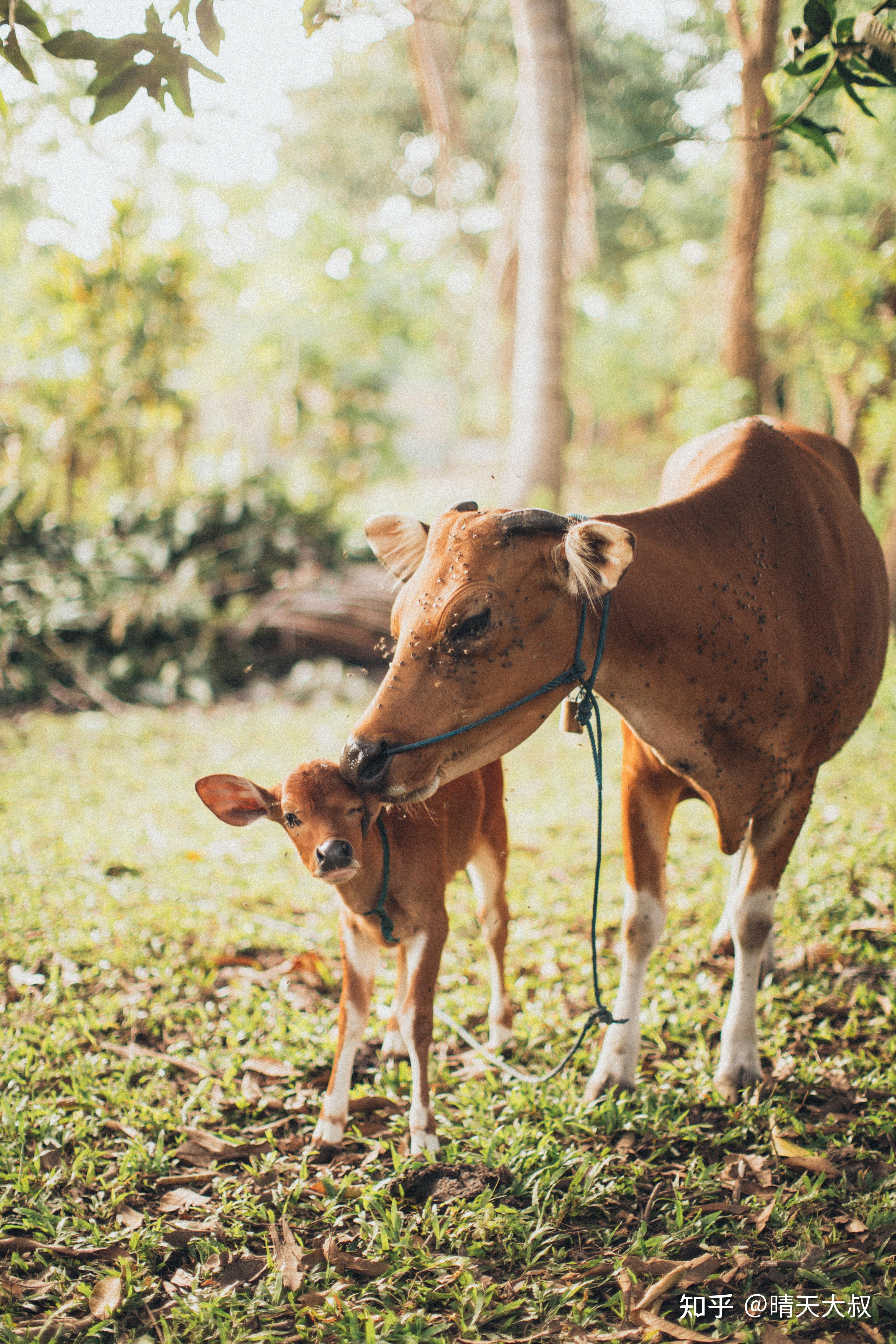 (两头小牛的故事)