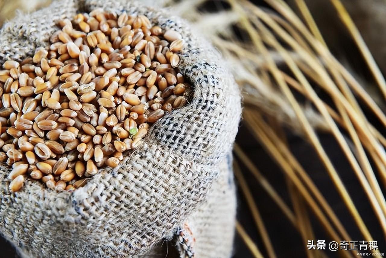 “高原主粮”青稞,为什么深受市场喜欢? - 知乎
