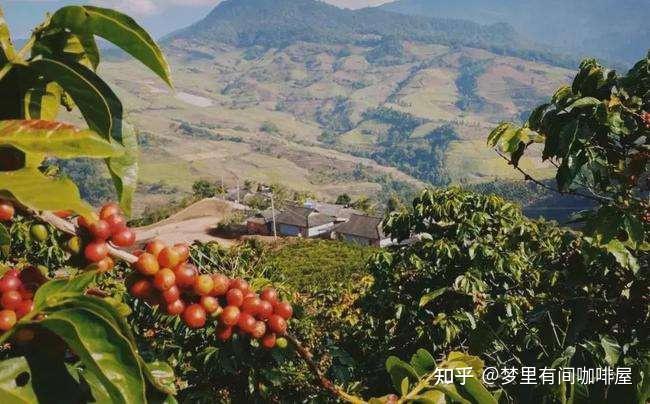 超详解咖啡产地,不得不懂的埃塞俄比亚! - 知乎