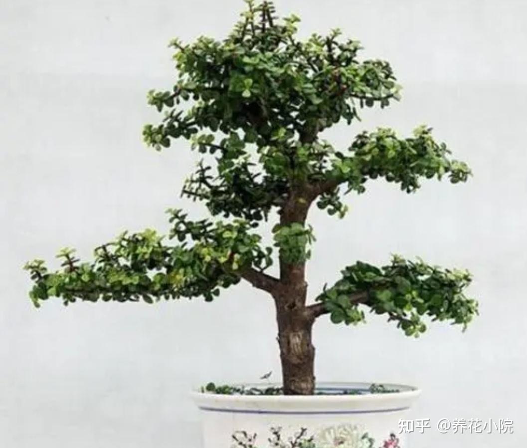 养金枝玉叶，记住5个养护要点，长得旺，成型快 - 知乎