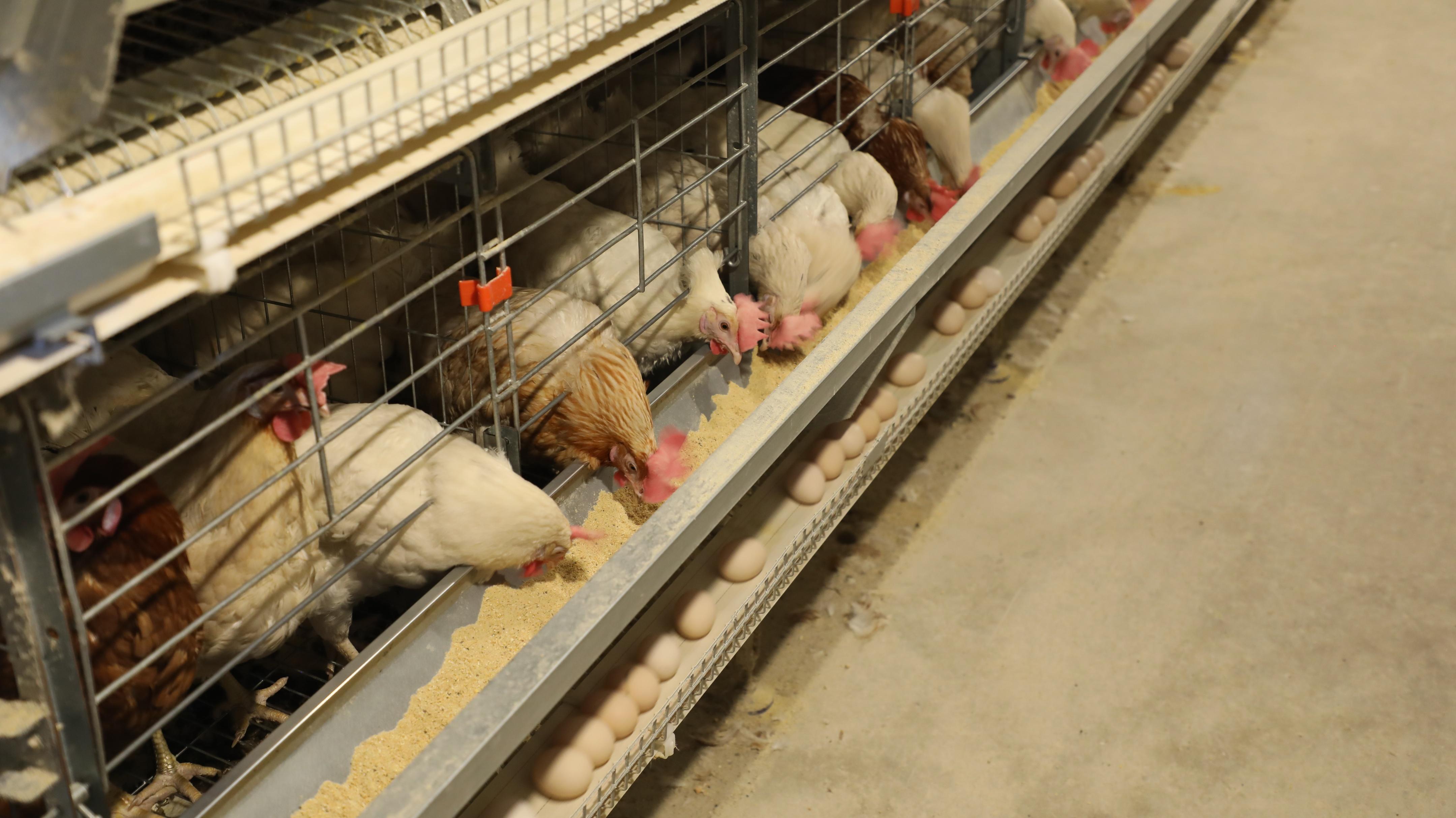 规模化养鸡场带鸡消毒常见误区及方法郑州远卓农牧