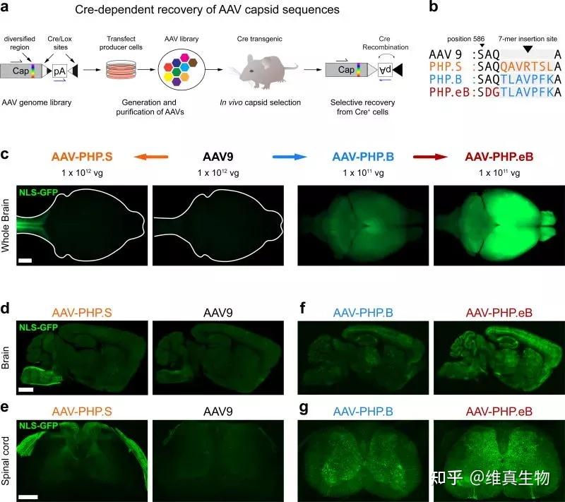 神经研究中『可跨血脑屏障』的AAV血清型 - 知乎