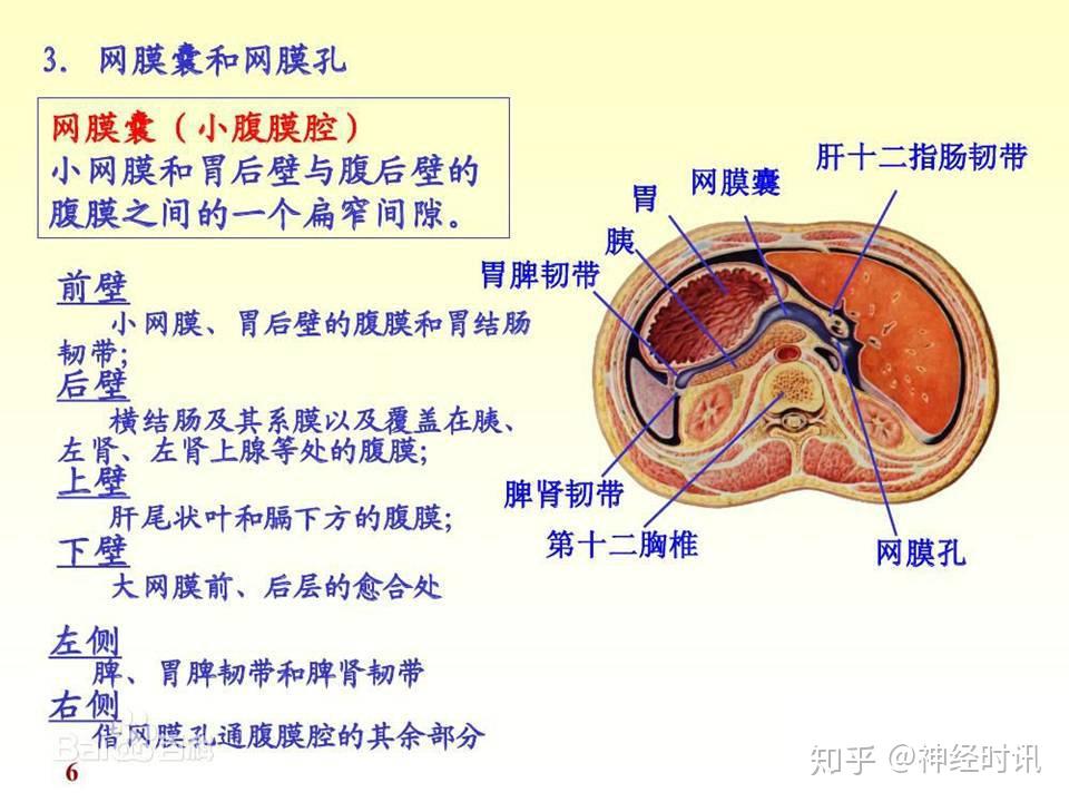 【解剖】腹膜及腹膜腔(经典讲解汇总)