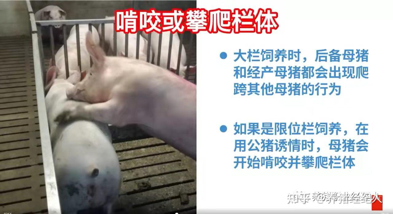 了解母猪的发情迹象及查情要点 - 知乎