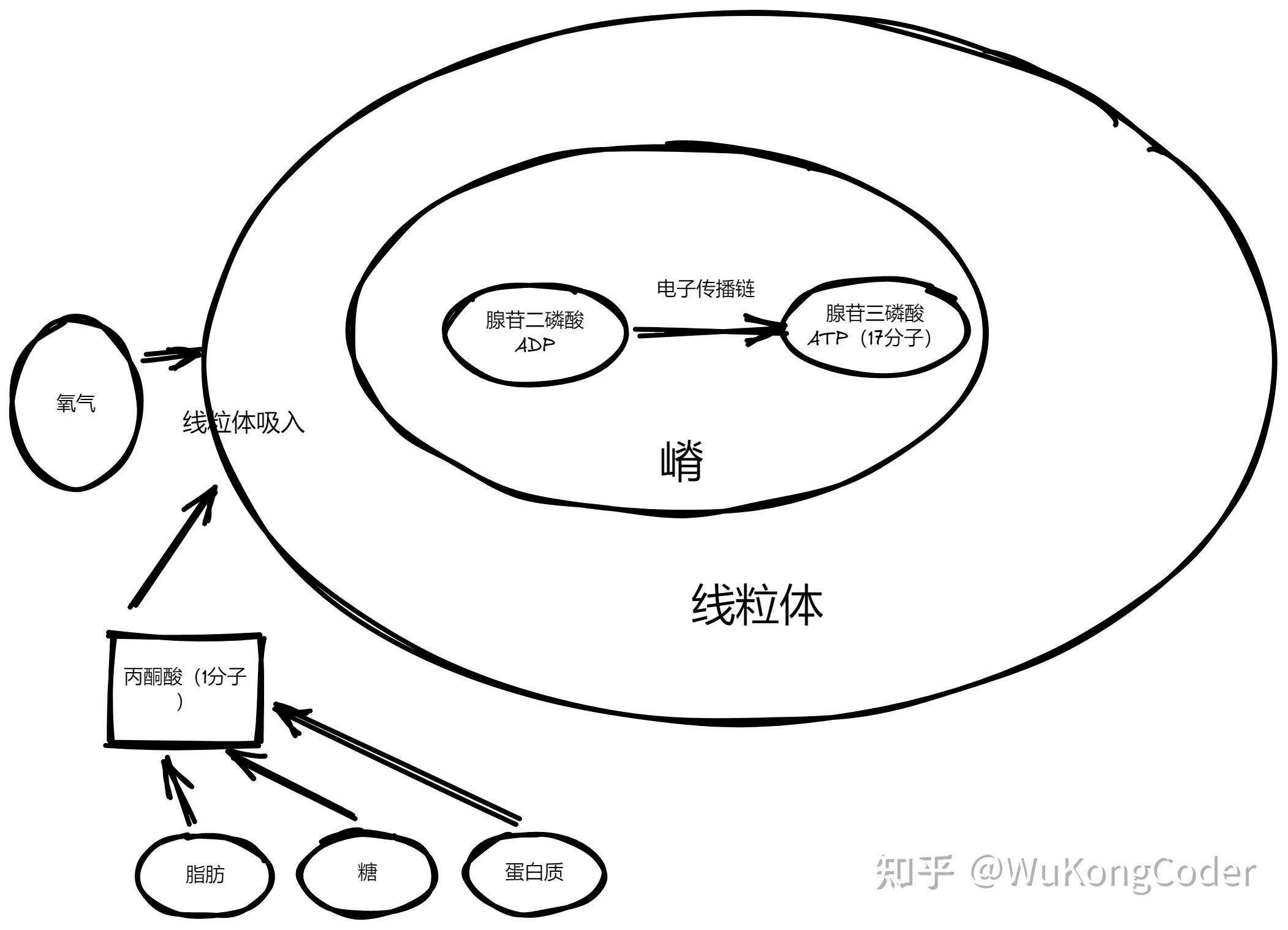 神經科學探索腦第二章神經元和神經膠質細胞