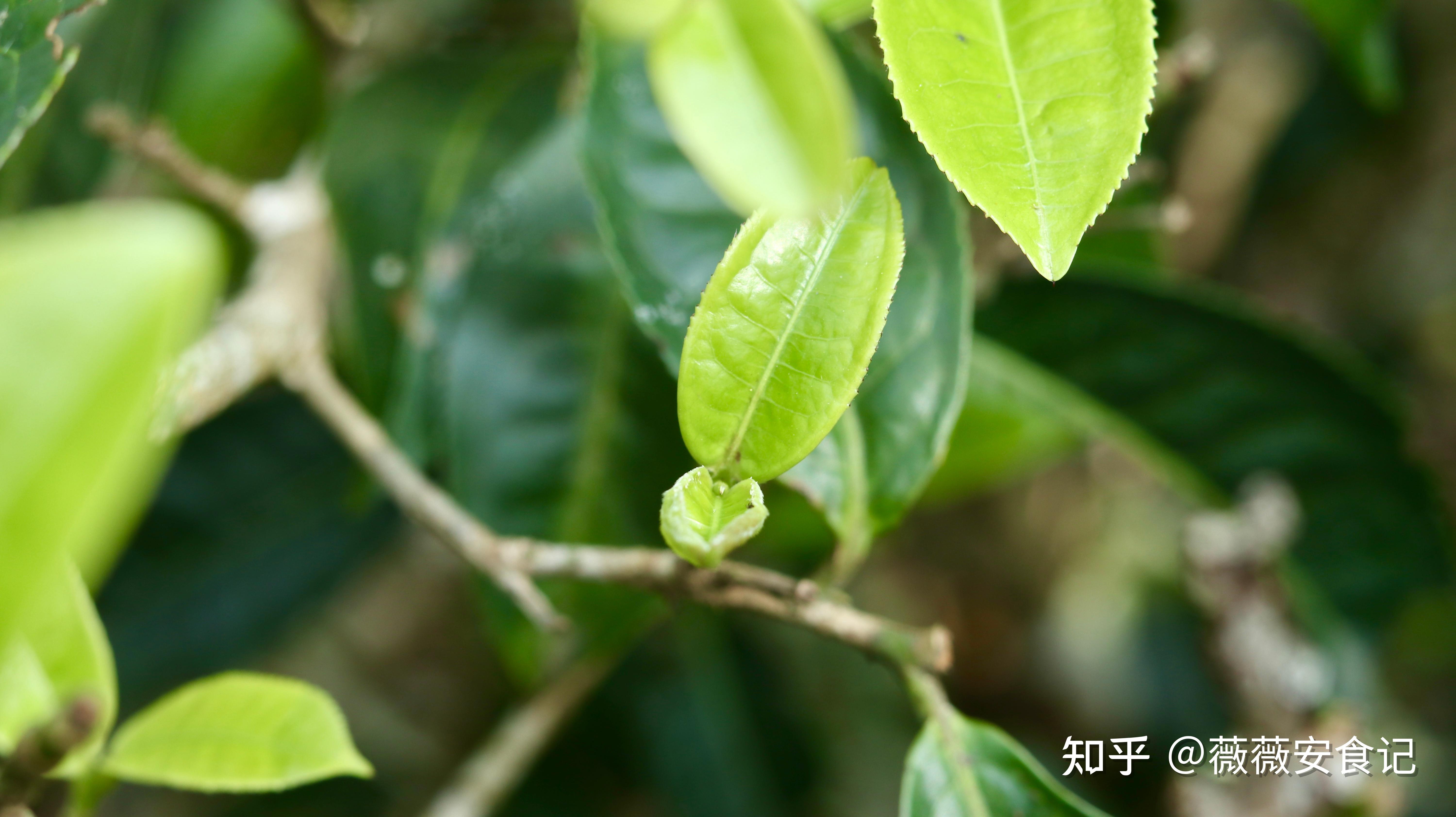 探秘云巅古茶,古树茶何以被称为“可以喝的古董”? - 知乎
