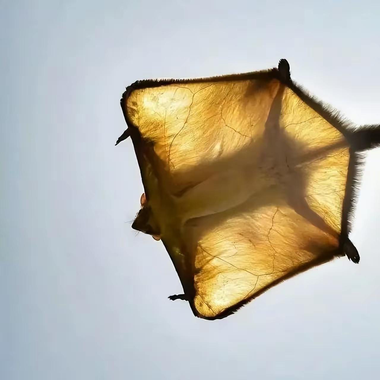 小楼玉笙