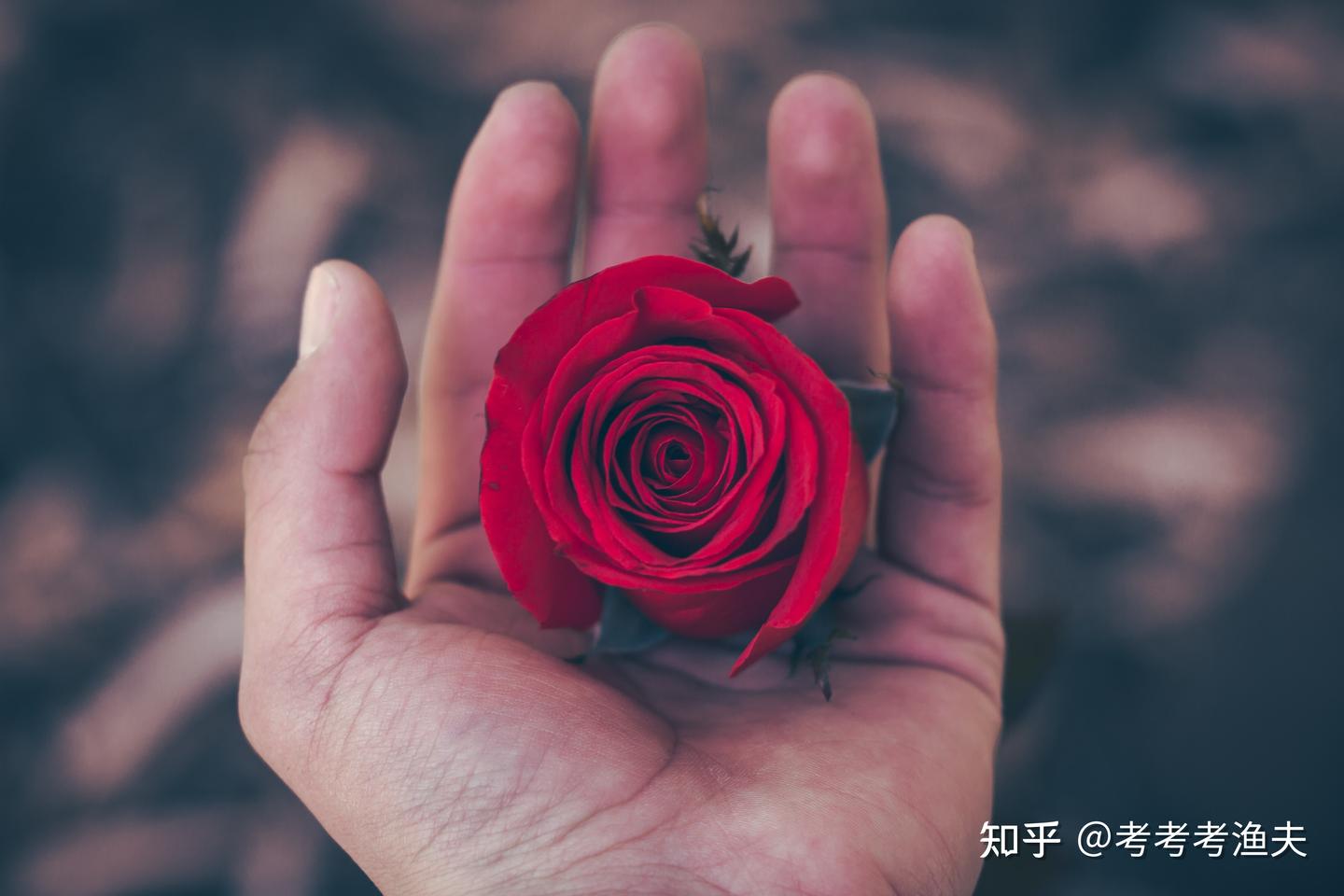 金句|关于玫瑰花的36句名言警句：超惊艳- 知乎