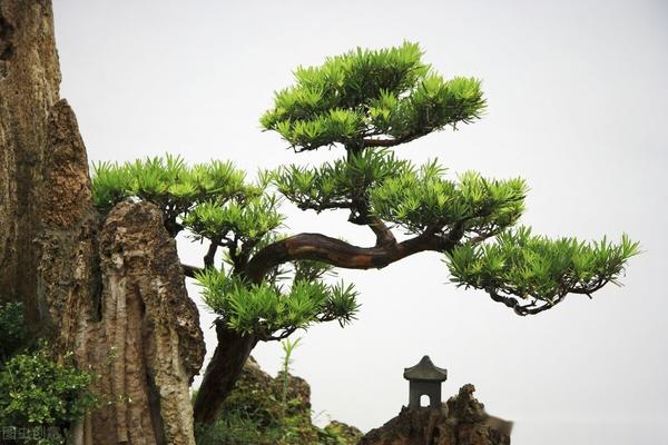 砾呜胧宿邑衫逗校寨跨滥叔伶? - 知乎