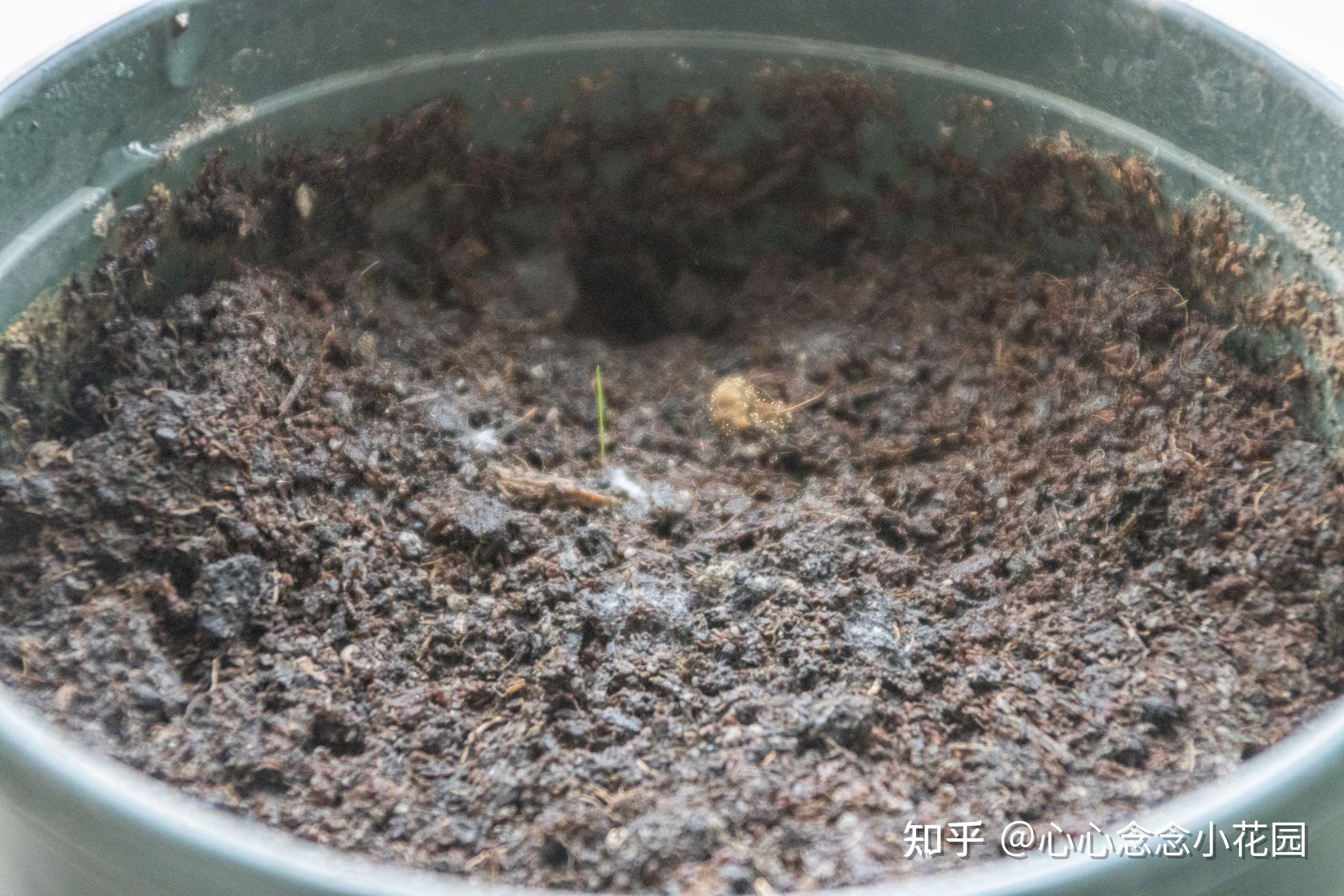 格桑花种植日记