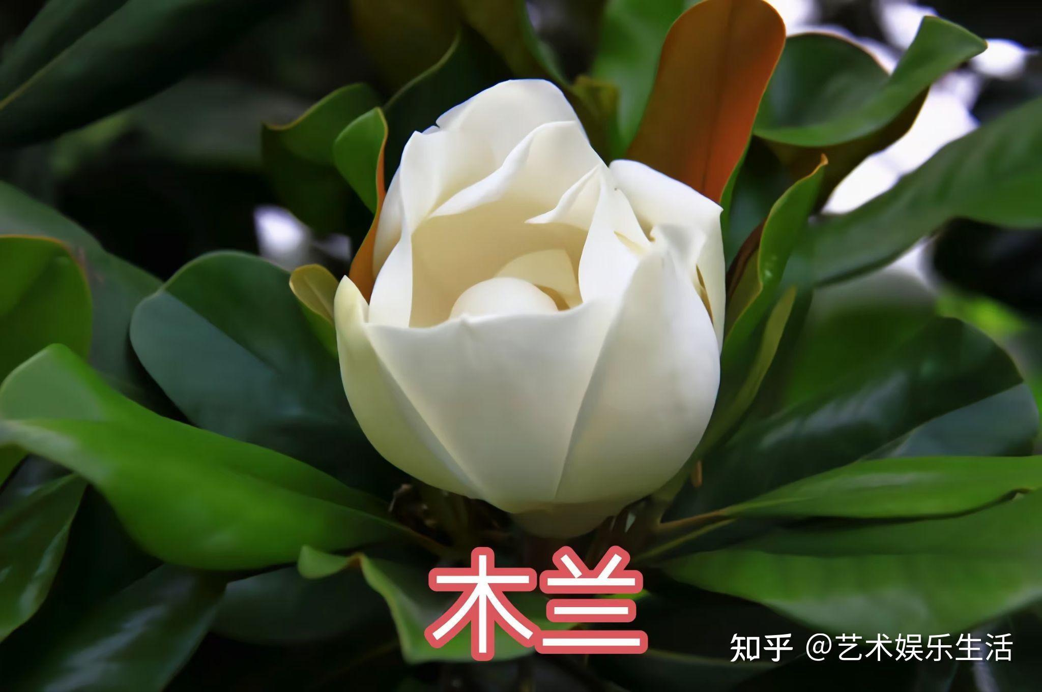 16种木兰科的植物，在我国栽培欣赏2000多年的树种 - 知乎