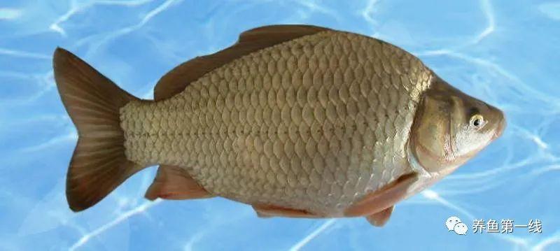 像鲤鱼的鲫鱼——简说生物工程鱼及其生物工程鲫鱼 - 知乎