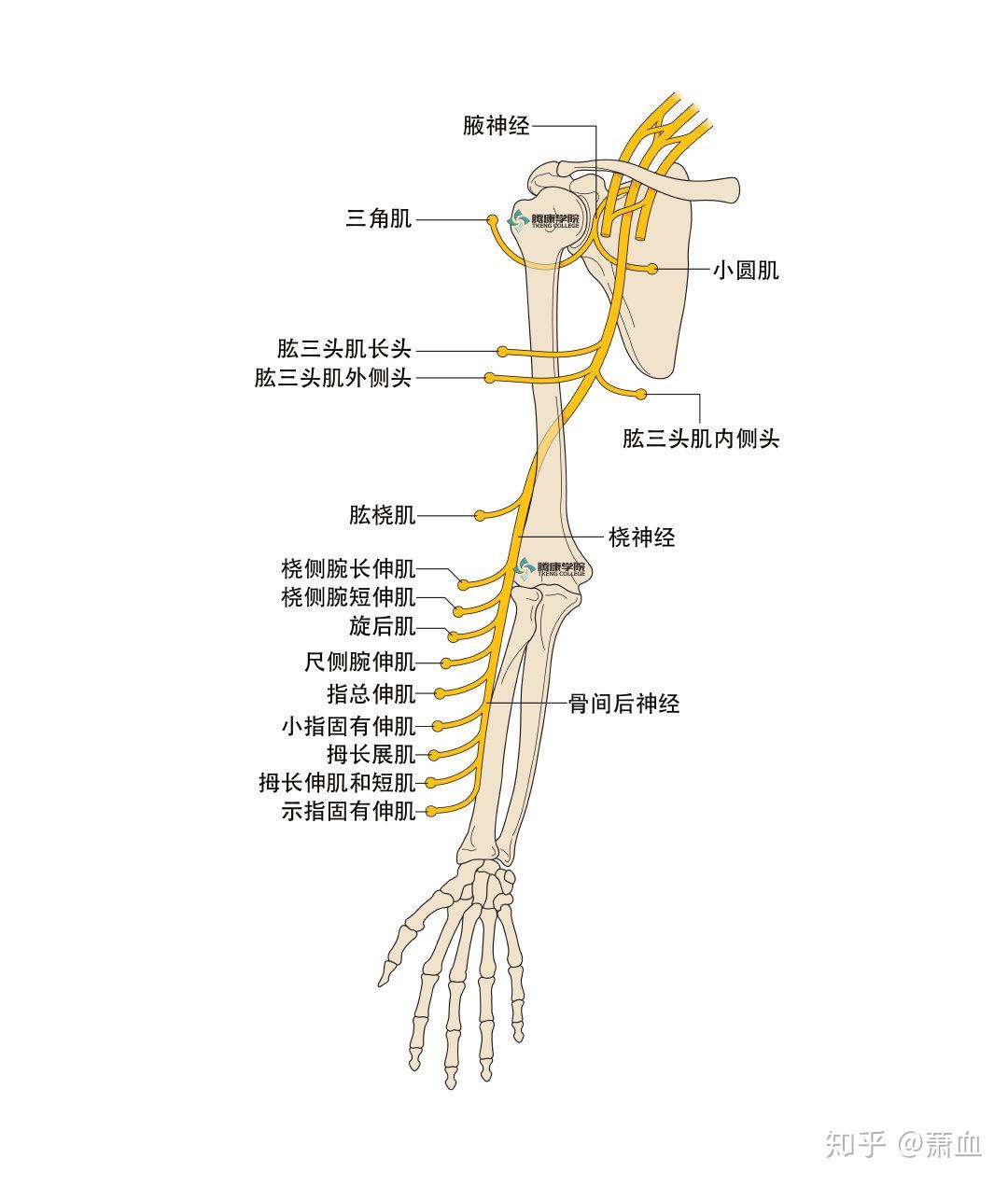 前臂神经血管解剖图谱图片